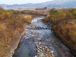 魚道の下流側は河床が下がり、川岸の崩壊が進んでいる。魚道のために川が壊されていく。